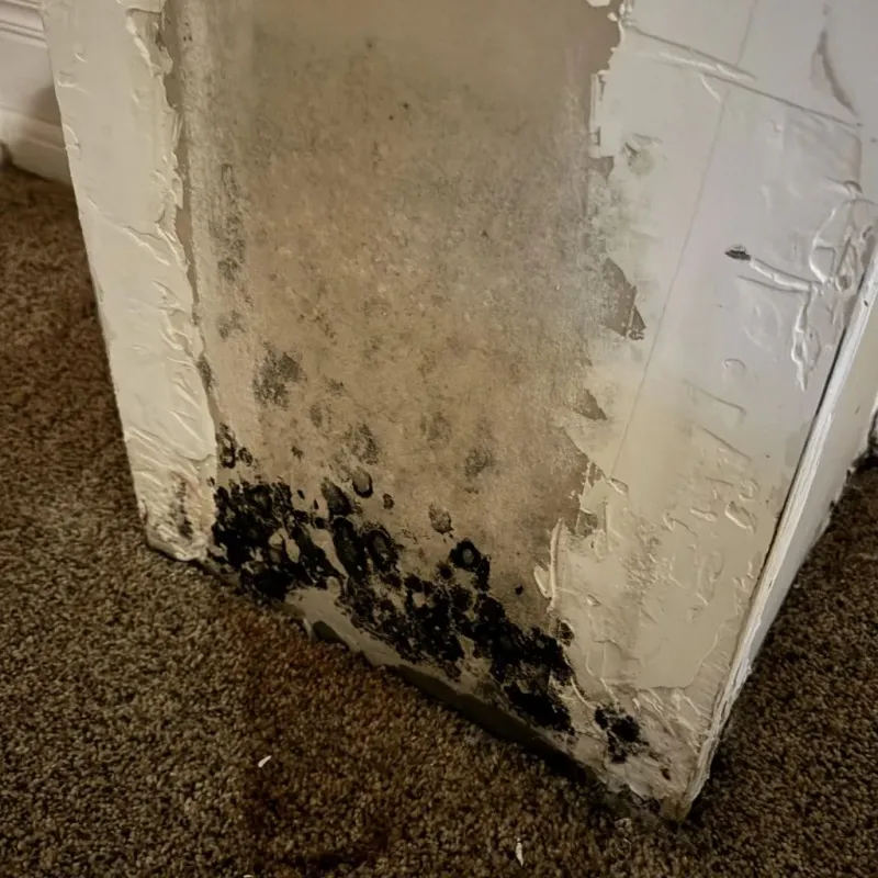 Professional Mold Removal in Cleary, MS